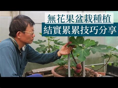 無花果樹種植|無花果的照顧